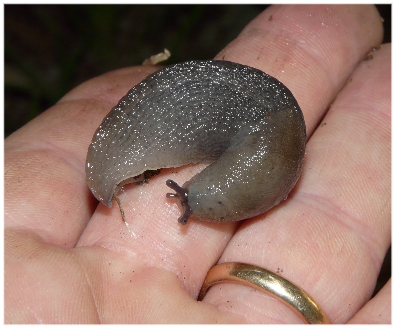 Alcuni Limax millepunctatus dal Gargano (FG)